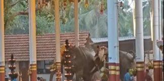 elephant turns violent