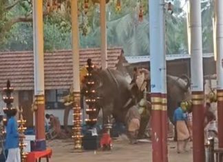 മണക്കുളങ്ങര അപകടം; മരിച്ച ലീലയുടെ സ്വർണാഭരണങ്ങൾ കാണാനില്ല- പരാതി elephant turns violent