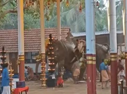 elephant turns violent