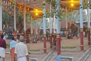 elephant turns violent