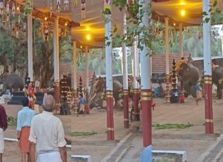 elephant turns violent