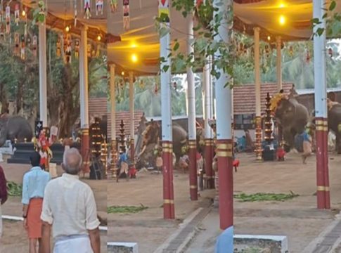 elephant turns violent