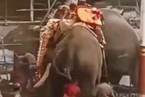 Elephants turns violent in koyilandy