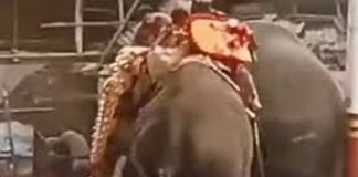 Elephants turns violent in koyilandy