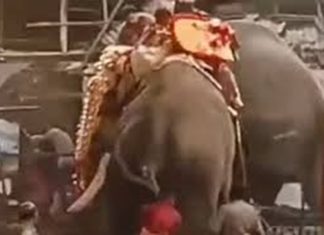 ആന എഴുന്നള്ളിപ്പിൽ ചട്ടലംഘനമുണ്ടായെന്ന് കണ്ടെത്തൽ; മന്ത്രിക്ക് റിപ്പോർട് കൈമാറി Elephants turns violent in koyilandy