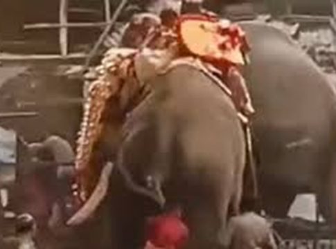 Elephants turns violent in koyilandy