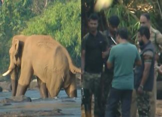 മസ്തകത്തിൽ മുറിവേറ്റ കൊമ്പനെ മയക്കുവെടിവെച്ചു; കോടനാട് എത്തിച്ച് ചികിൽസ തുടരും elephant