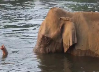  Injured Elephant in Athirappilly