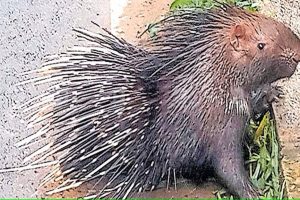 Porcupine attack