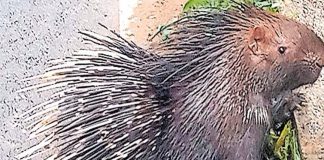 Porcupine attack