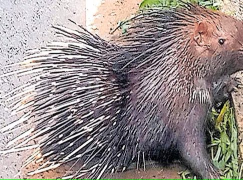 Porcupine attack