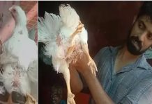 chicken