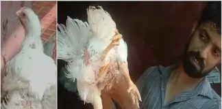 ആഹാ ഇത് കൊള്ളാലോ, വിൽപ്പനക്കെത്തിച്ച കോഴിയെ കണ്ട് കണ്ണുതള്ളി കടയുടമ! chicken