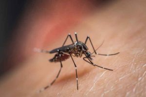 Chikungunya concern in Kerala-Health Minister urges caution