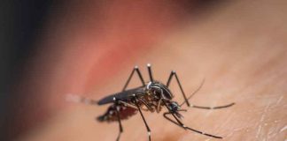 Chikungunya concern in Kerala-Health Minister urges caution