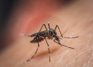 Chikungunya concern in Kerala-Health Minister urges caution