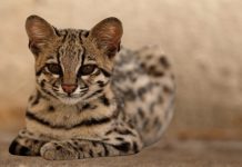 Ashera cat