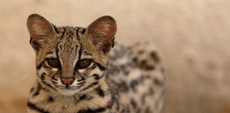 വില 18 ലക്ഷം മുതൽ ഒരുകോടി വരെ! ഇതാണ് ‘ആഷെറ’ എന്ന ‘പുലിക്കുട്ടി’ Ashera cat