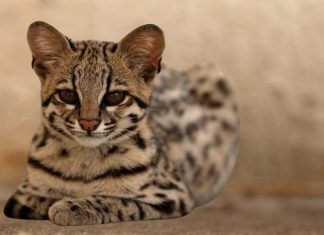 Ashera cat