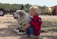 arizona toddler found by pet dog