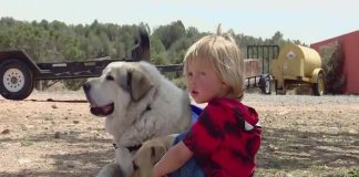 arizona toddler found by pet dog
