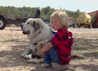 arizona toddler found by pet dog