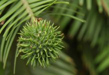 Wollemi pine