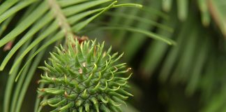 9 കോടി വർഷം ചരിത്രമുള്ള അപൂർവ മരം! ഇപ്പോൾ ഉള്ളത് ഇംഗ്ളണ്ടിൽ Wollemi pine