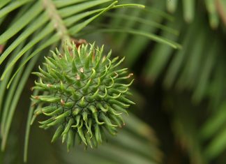 Wollemi pine