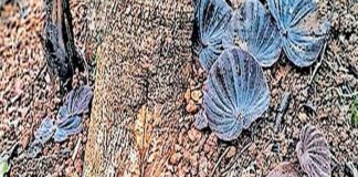 ആയമ്പാറയിൽ ഓരില ചെന്താമര വിരിഞ്ഞത് നാട്ടുകാർക്ക് കൗതുകമായി Rare White Water Lily