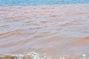 red colour in sea
