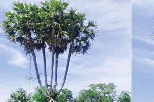 palm tree