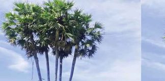 കൗതുകമായി അഞ്ച് തലയുള്ള പന; 30 വർഷമായി സംരക്ഷിച്ച് നാട്ടുകാർ palm tree