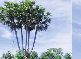 palm tree