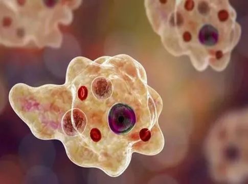 അമീബിക് മസ്തിഷ്ക ജ്വരം; സംസ്ഥാനത്ത് ഒരു മരണം കൂടി, ഈമാസം മരിച്ചത് 11 പേർ Amoebic Encephalitis