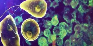 Amoebic Meningoencephalitis Kerala