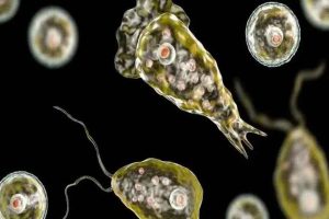 amebic-meningoencephalitis_kerala