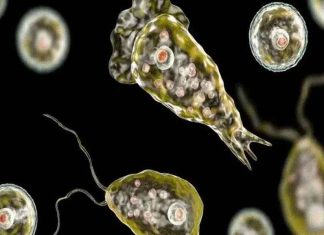 amebic-meningoencephalitis_kerala