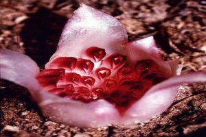 Rhizanthella Gardneri
