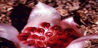 Rhizanthella Gardneri