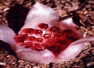 ഇലകളില്ല, തണ്ടുകളില്ല; ഭൂമിക്കടിയിൽ വളരുന്ന അപൂർവയിനം പൂവ് Rhizanthella Gardneri