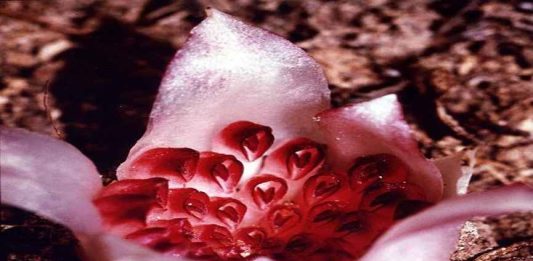 Rhizanthella Gardneri