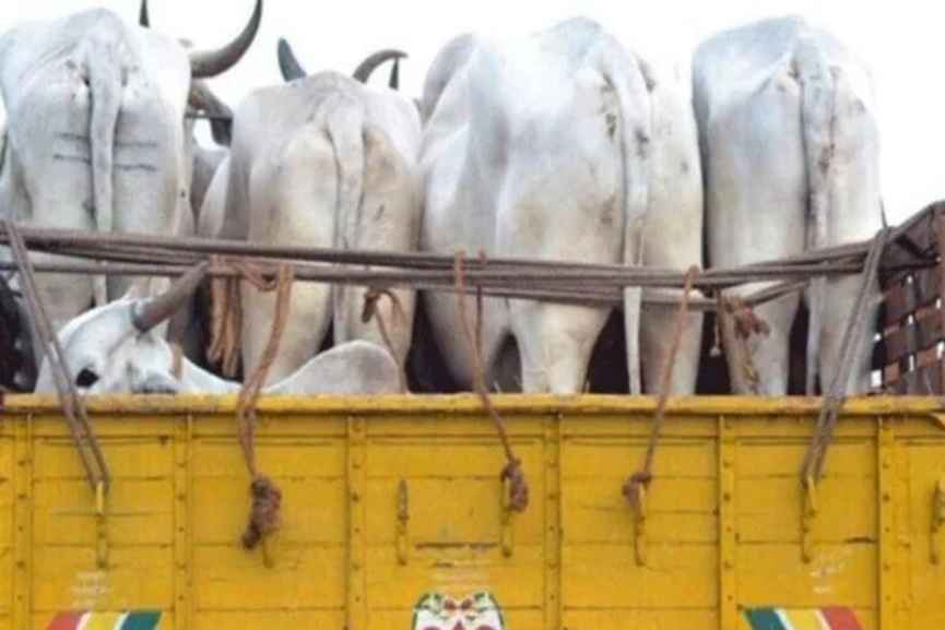 Cattle Smuggling Cattle Smuggling