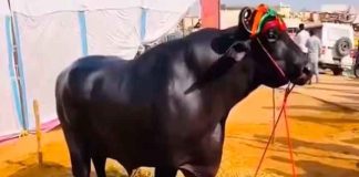 Anmol Buffalo