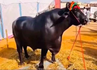 ഈ പോത്തിന്റെ വില കേട്ടാൽ ഞെട്ടും; പത്ത് ബെൻസ് വാങ്ങിക്കാം! Anmol Buffalo