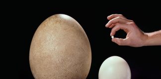 Elephant Bird Egg
