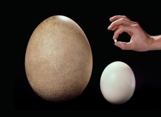 കോഴിമുട്ടകളേക്കാൾ 160 ഇരട്ടി വലിപ്പം; ഭൂമിയിലെ ഏറ്റവും വലിയ പക്ഷിമുട്ട! Elephant Bird Egg