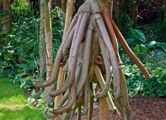 മരം നടന്നു നീങ്ങുമോ? ഈ പനകൾ നടക്കും, എവിടെയും അടങ്ങിയിരിക്കില്ല! Socratea Exorrhiza