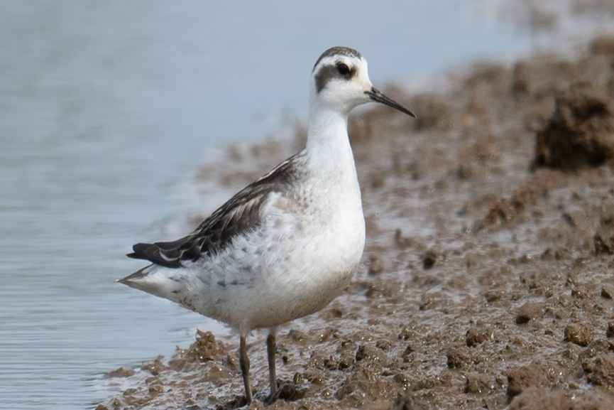 Rare Red Necked Phalarope Found In Palakkad Rare Red Necked Phalarope Found In Palakkad