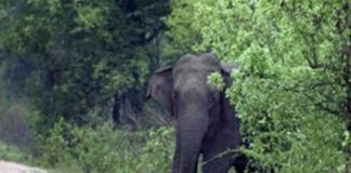 കാട്ടാന ആക്രമണം; കടുവാ സെൻസസിന് പോയ വനംവകുപ്പ് ജീവനക്കാരൻ കൊല്ലപ്പെട്ടു Elephant Attack